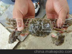 溧阳溪蟹苗价格