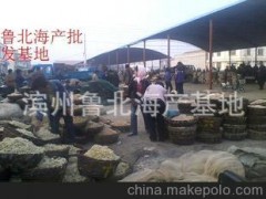 山东渤海绵蟹 虾爬子 小红虾 虾皮 面条鱼批发市场