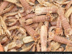 山东海产渤海绵蟹 虾爬子 （虾姑） 代购代销代加工
