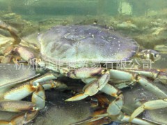 批发情侣蟹腿、海鲜批发 海产品批发