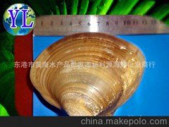 水产品-海鲜-鲜活-东港利源批发优质产品-野生黄海-文蛤