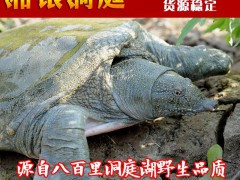 湘银洞庭低价4-4.5斤野生甲鱼，团鱼，中华鳖