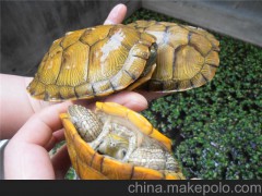 黄金巴西龟 红耳彩龟 广东龟 养殖场批发各种规格巴西龟