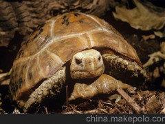 陆龟 缅甸陆龟 象龟 陆龟宠物龟批发重约1斤