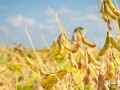 黄豆什么时候播种好？黄豆的种植时间和方法