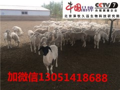 肉羊后期快速育肥饲料