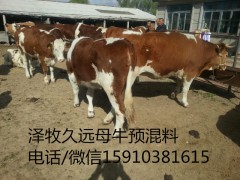 繁殖的母牛需要喂饲料吗/牛没奶怎么办/两岁条子母牛喂什么料