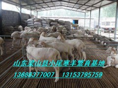 供应成年小尾寒羊母羊价格小公羊多少钱一只