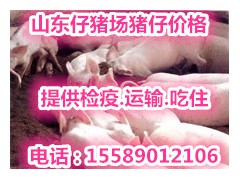 猪苗批发哪里的仔猪便宜山东三元仔猪价格