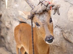 山西狍子养殖基地，太原哪里卖狍子种苗幼崽多少钱