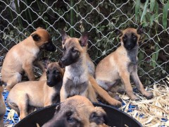 昆明马犬多少钱条，昆明附近哪里有好马犬，咬口好的马犬幼犬